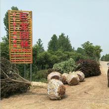 基地直销工程绿化苗木 速生紫叶李 大规格紫叶李价格货源充足