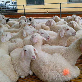 河北邯郸哪里有卖澳寒改良小母羊 小尾寒羊 波尔山羊种公羊