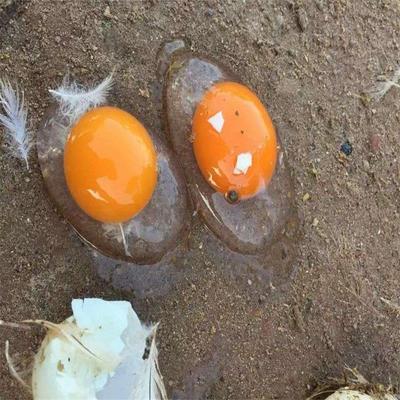 生鲜海鸭蛋30枚包邮广西特产红矮树林散养吃海鲜的非咸海鸭蛋|ms