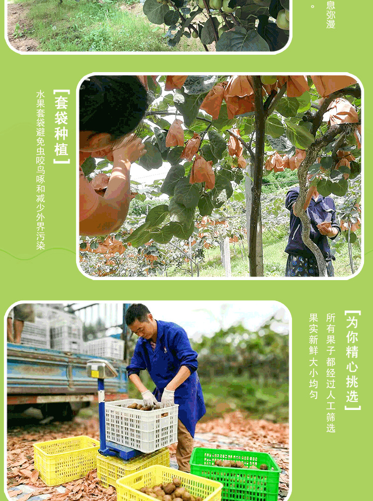 红心猕猴桃详情页2组_07