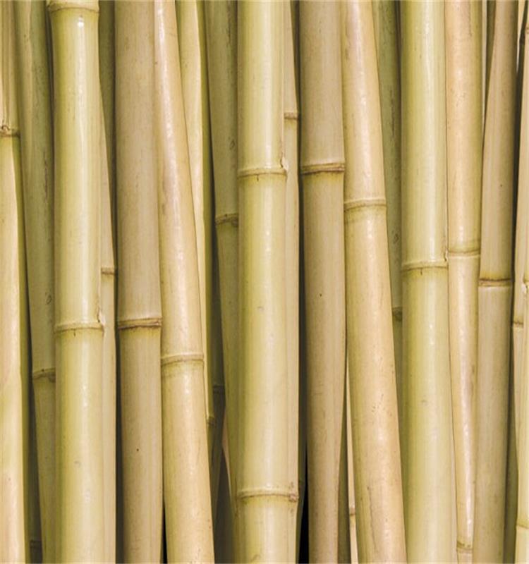 厂家供应出口的厘竹 苦竹 茶竿竹各类竹竿批发定制-阿里巴巴