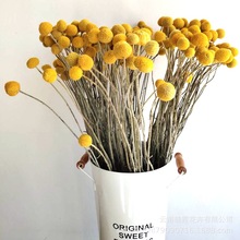 Vân Nam hoa thật khô hoa hoa khô bó bóng bóng vàng búa vàng bó hoa nhỏ với gỗ bất tử bán buôn hoa Hoa khô hay