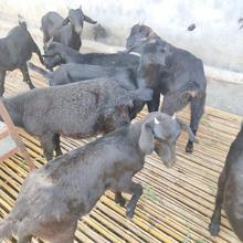 嘉旺養殖場 優良白山羊肉羊 農村致富新項目 黑山羊苗