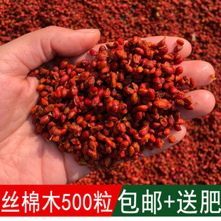 �緼�N�I������ľ��N�z��ľ�N�Ӱ׶ŷN���_ҹ���A���lì