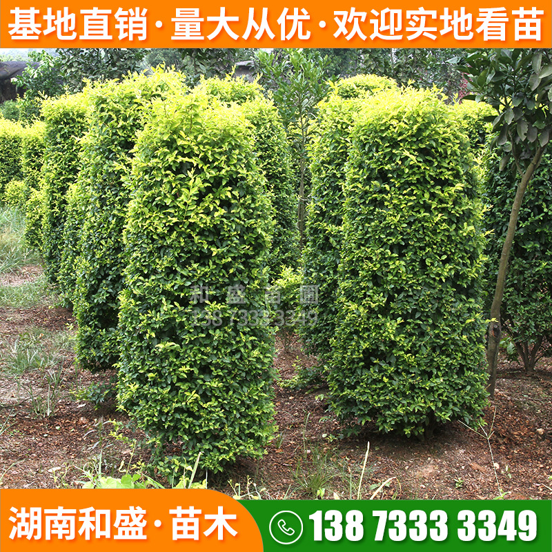 金叶女贞柱主图