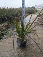 供应 紫叶狼尾草 20-50cm 七斤袋苗 观赏草 中杯苗