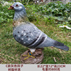 Pigeon simulation, street design resin, suitable for import
