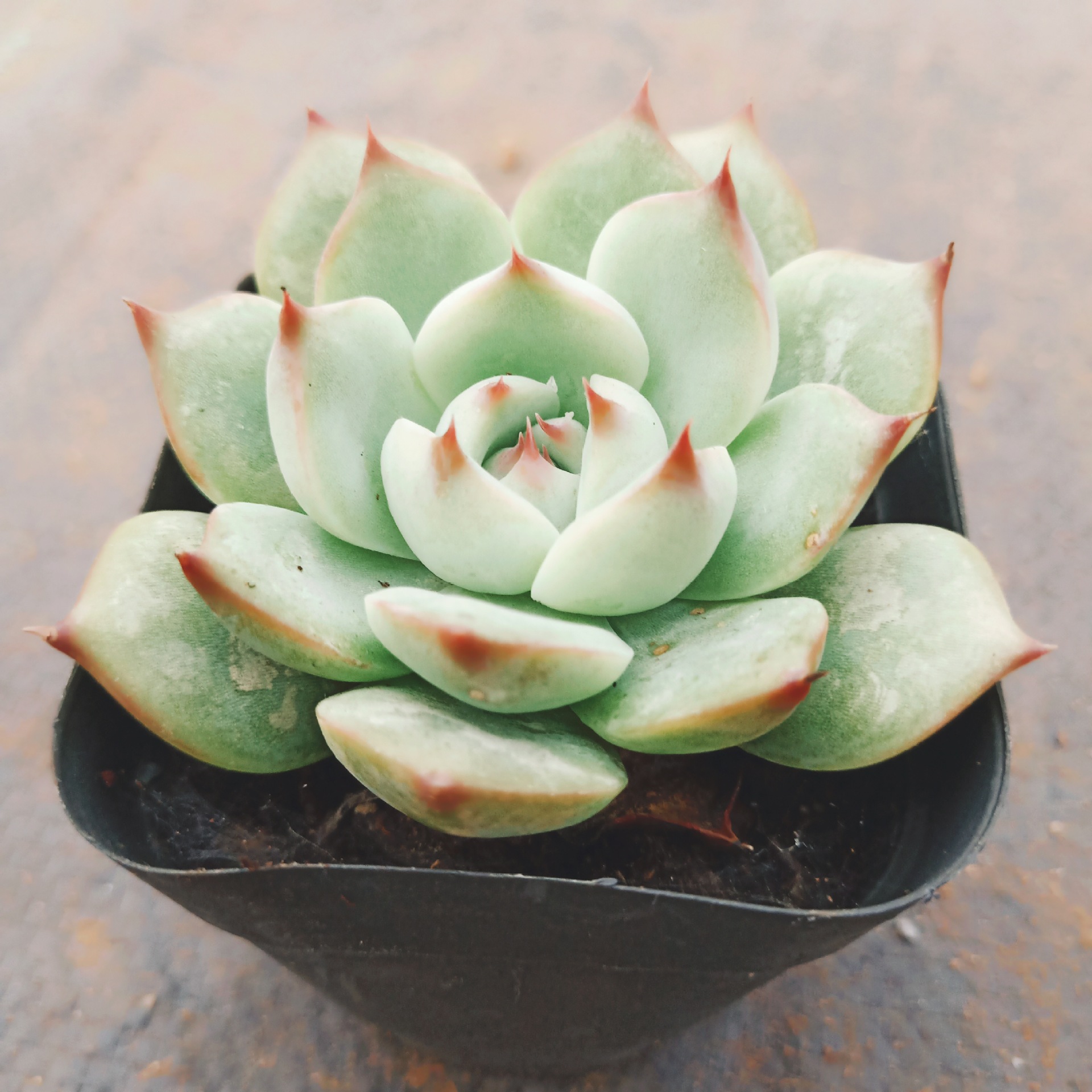 多肉植物 吉娃娃肉肉 基地发货 3-5cm多肉批发 量大价优 桌面盆栽