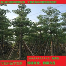 供應19-20公分木棉樹 園林工程綠化苗木 行道樹 攀枝花、紅棉