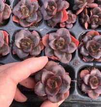 巧克力方砖 穴盘苗约3cm多肉植物