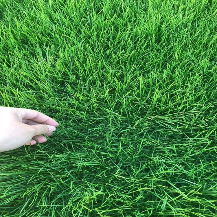 Оптовая Продажа с фабрики Семена Poa pratensis Озеленение газонов Пейзажные семена Холодостойкие устойчивые к Трамплинг сорта Завершите большой Конг