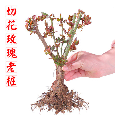 玫瑰花苗四季开花大花老桩月季根室外室内阳台花卉绿植物玫瑰月季