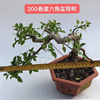 Base -based office living room desktop old pile shape bonsai six -horn cliff cliff banyan tree green plant