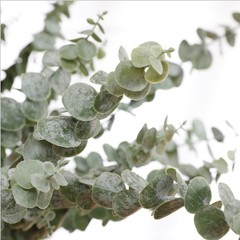 假花裝飾尤加利金錢葉婚慶家居裝飾仿真花牆葉子綠植搭花花材