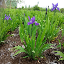 鸢尾花苗 盆栽蝴蝶兰鸢尾蓝花鸢尾 蓝花蝴蝶兰苗绿植水生花卉植物