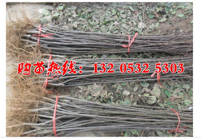 O1CN01SXaRE21xPHB5aEscN_!!3993