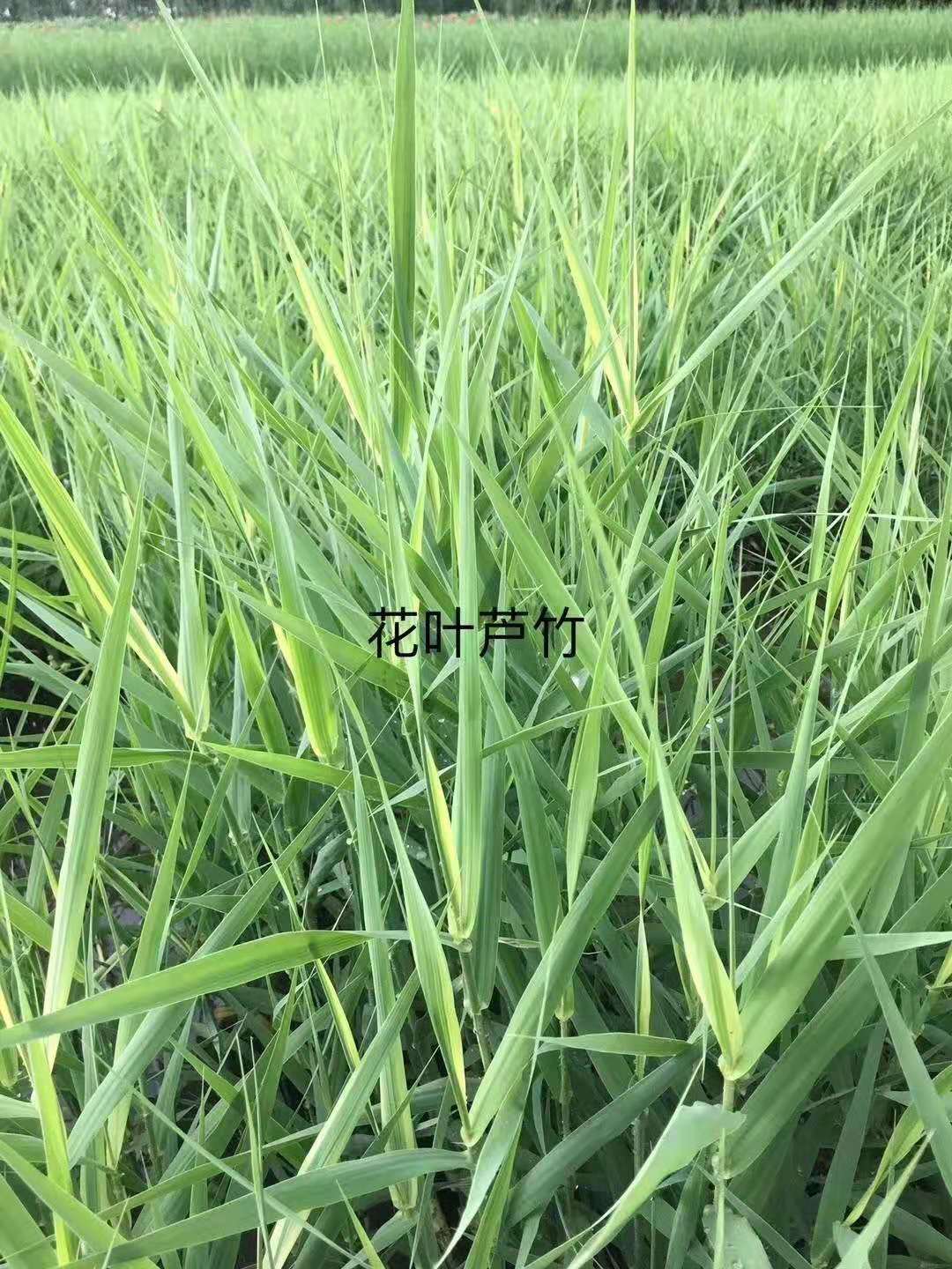 花叶芦竹1
