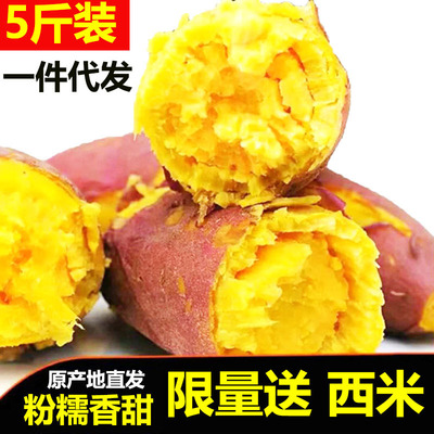 【爆款】新鲜现挖栗子薯沙地富硒地瓜番薯农家香薯红皮小香薯 5斤|ms
