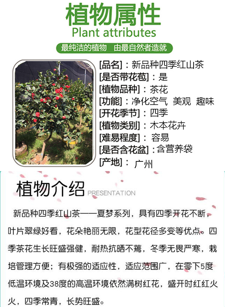 重瓣四季茶详情页