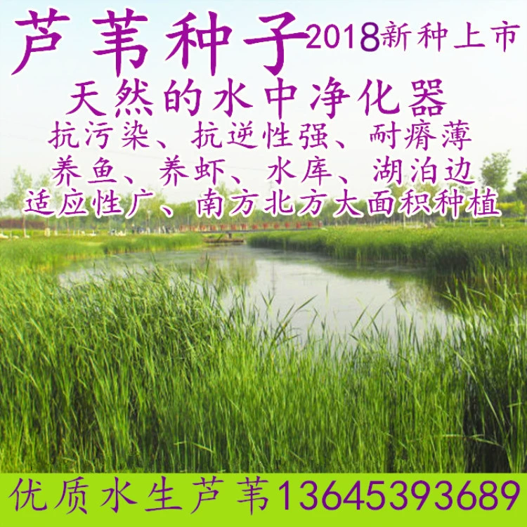 Водные растения Phragmites Australis семена водно-болотных угодий очистки качества воды и почвы бумагоделательных растений с высокой всхожестью