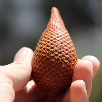 TAI GUO Snake fruit Tropical prickly fruit fresh pregnant woman fruit wechat Business A generation of fat