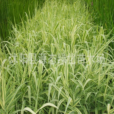 Of large number supply Various engineering green Seedlings Aquatic Botany Floral reed bamboo Wetlands green Aoba Arundo donax