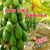 Papaya seeds Papaya seed fruit seed flower seed flower seed flower seeds seeds, balcony potted vegetable seeds wholesale