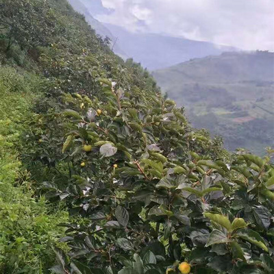 Yunnan fresh Season fruit Alpine Persimmon 8 A generation of fat