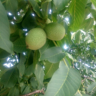 ���جF�ڬF�u���۸��NҎ������������ϵ�úóɻ����������r��