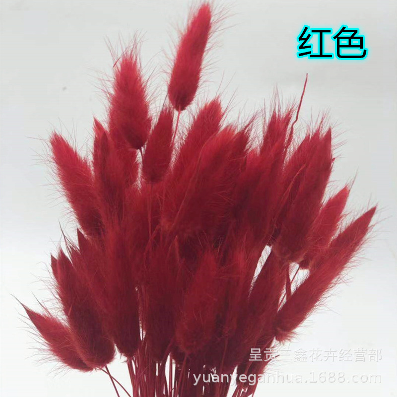 兎尾草红色.jpg
