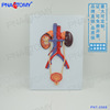 Manufactor human body Urinary system Bladder Ureter Urethra Kidney anatomy Model Reproduction Urology Andrology