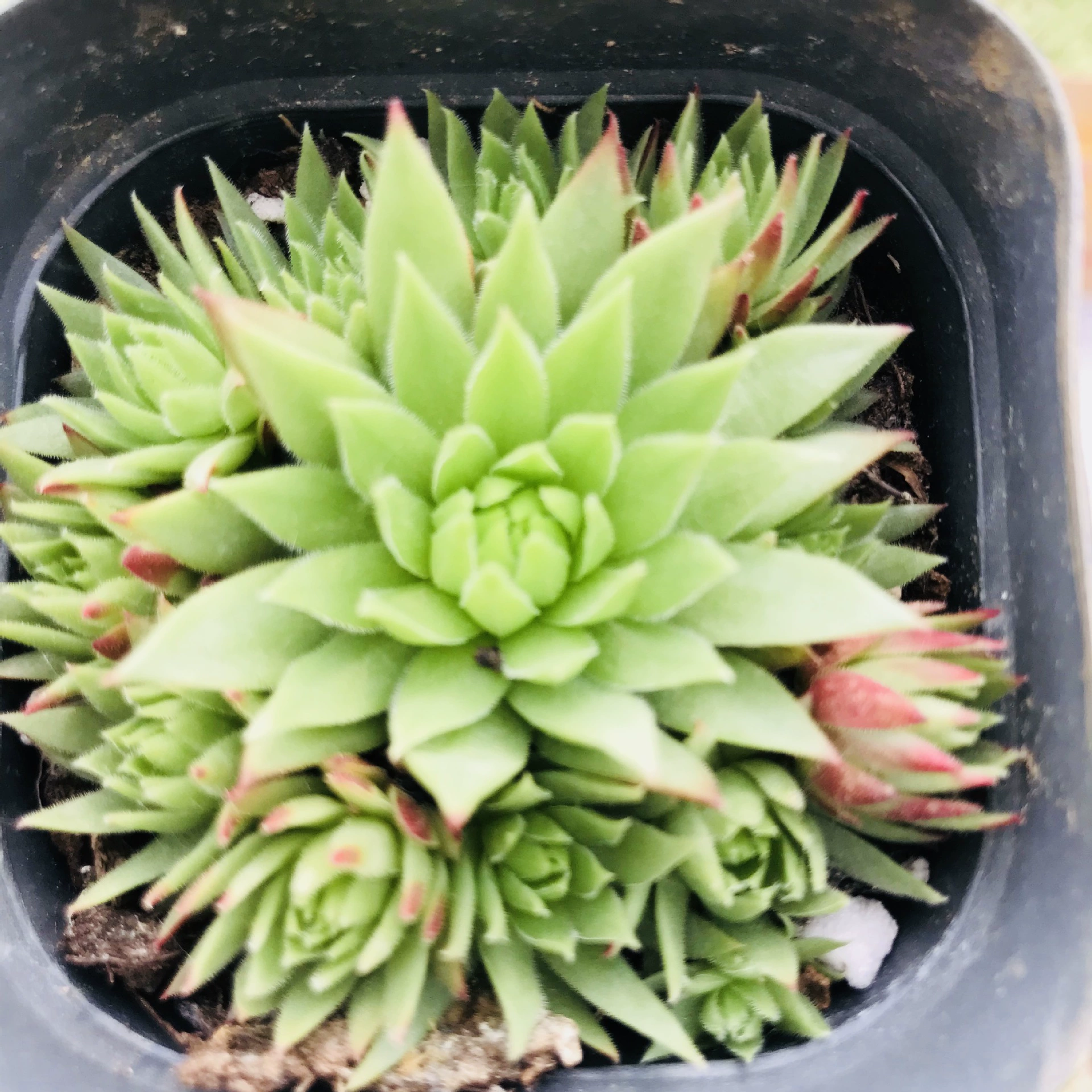 Мясистое растение в горшке оранжевый шарик группы Multi-головки новичков легко поднять милое сочетание мяса крытый и открытый мясистый оранжевый шарик