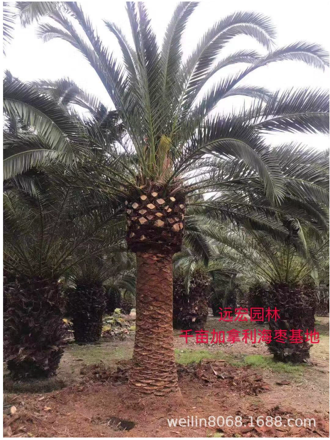 Оптовая продажа 500 гектаров канадской базы по посадке финиковых пальм с 1m–4m растениями, контролирующими корни, с высокой выживаемостью.