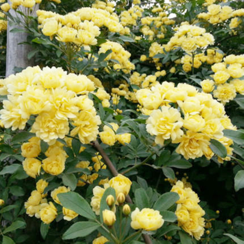 黄色木香花室内外浓香花卉白色七里香阳台垂吊爬藤蔷薇花盆栽木香|ms