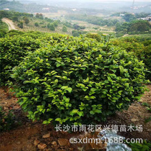 批发茶花球 湖南山茶2-4-5公分高杆茶花树花色大红  绿化苗木