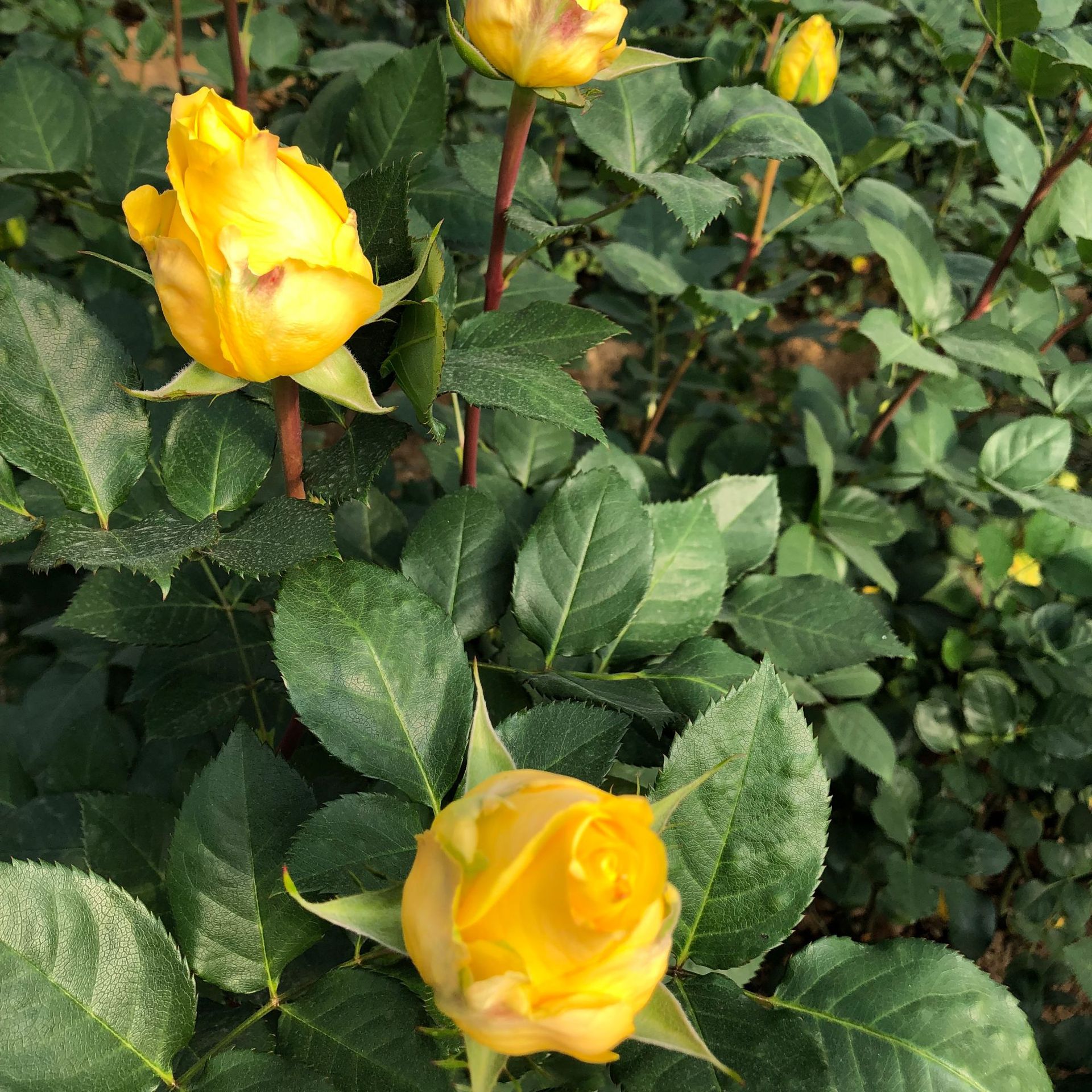 7213b2efb056e263b37cecc8754255