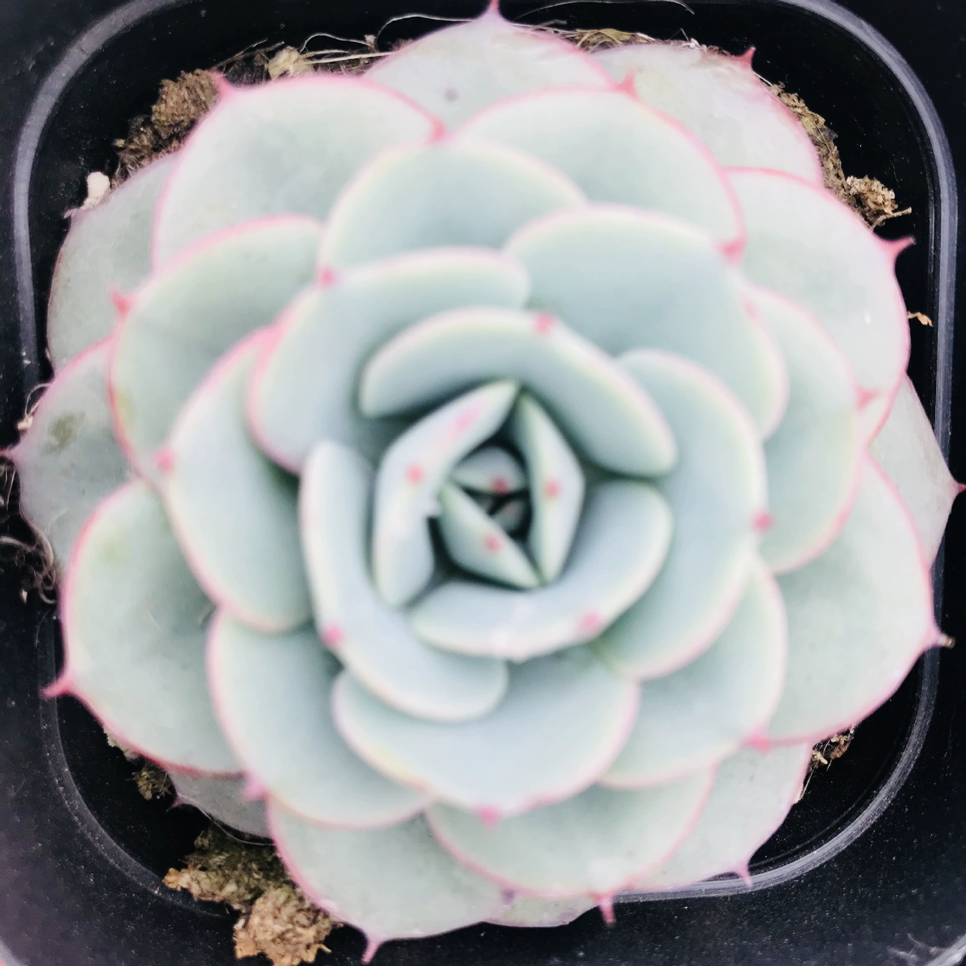 Крем желтый персик мясистые растения офис креативные цветы формальдегид поглощающая мясистая комбинация легко поднимающаяся Милая плоть крем желтый персик