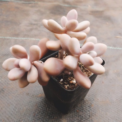 老桩多肉桃蛋 2-3头桃蛋多肉批发 量大价优多肉盆栽 颜色好状态佳