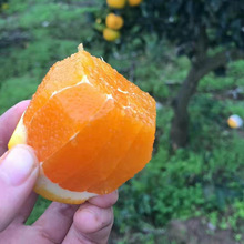 湖北九月红脐橙子秭归红脐橙当季新鲜水果榨汁橙孕妇水果包代发