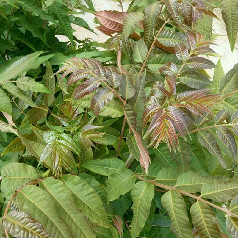 Различные сорта красных масляных ароматных кипарисов Тайшань продаются в больших количествах. База продает выкапанные на месте красные масляные ароматные кипарисы.