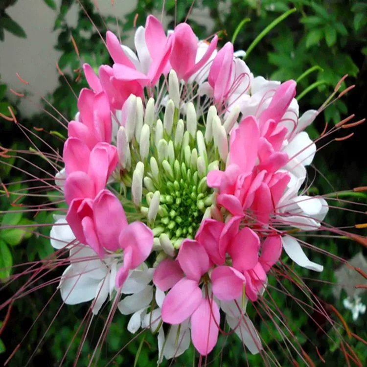 Пьяные семена цветов бабочки Цветение в четыре сезона Легко сеять Живой балкон Зеленые растения Двор Семена цветов Семена Пьяные семена цветов бабочки