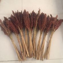 高粱穗家居摆设艺术干花高粱穗拍摄道具红高粱 麦穗 装饰