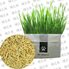 Wholesale net red without soil cultivation cat grass lazy hydroponic catwood without cat grass to help digestion cat snacks