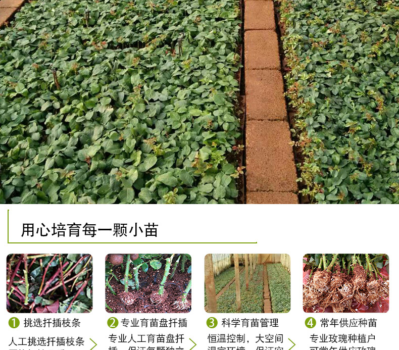 狂欢泡泡玫瑰苗_05