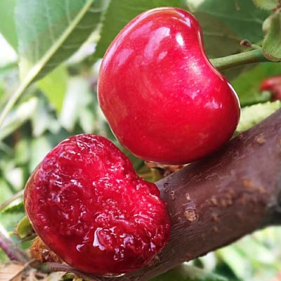 新鮮山東紅燈櫻桃車厘子2斤裝空運順豐支持關注新店果香妃更優惠