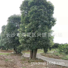 批發大香樟樹 30-40公分骨架移栽香樟價格 四季常青行道樹