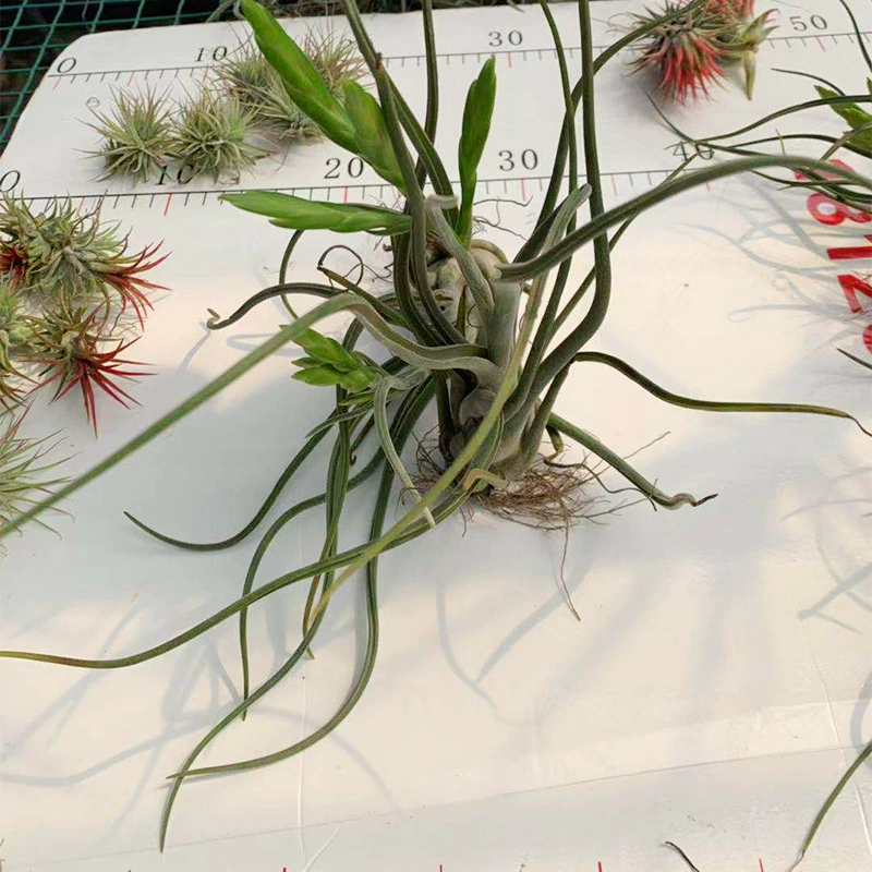 Воздушный Ананас Ротанг Мяч Медуза Рукала Южноамериканский Байджи Эльф