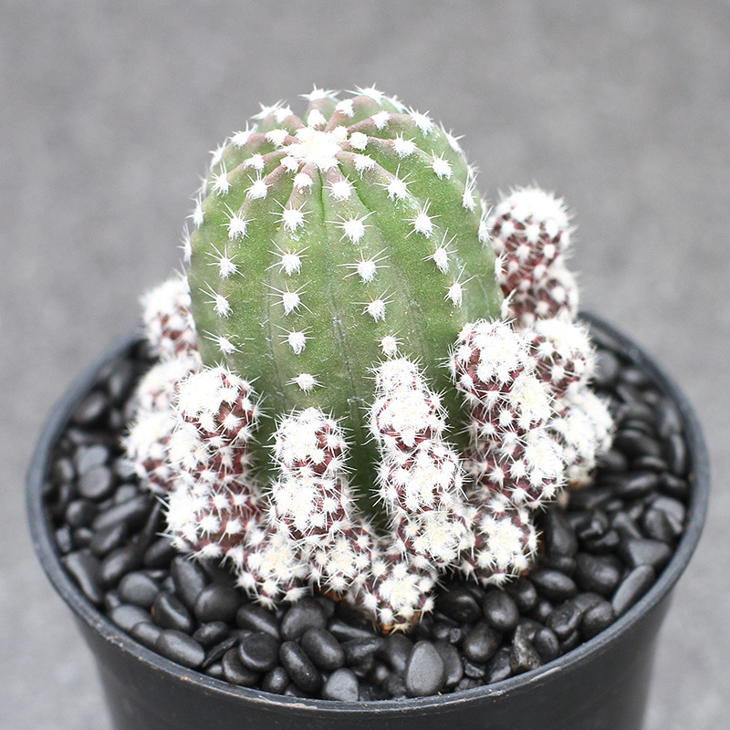 王冠短毛丸 头条搜索 王冠短毛丸 头条搜索