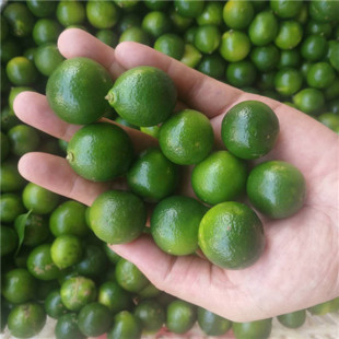 Зеленый Kumquat Hainan Kumquat 5 фунтов свежего зеленого кумквата Маленький лимонный зеленый апельсиновый фрукты должны оптом в сезоне