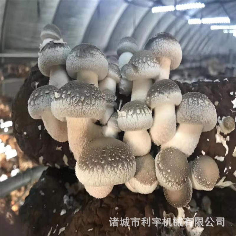 羊肚菌快速灭菌设备 圆形食用菌灭菌器 全自动杀菌锅质量保证